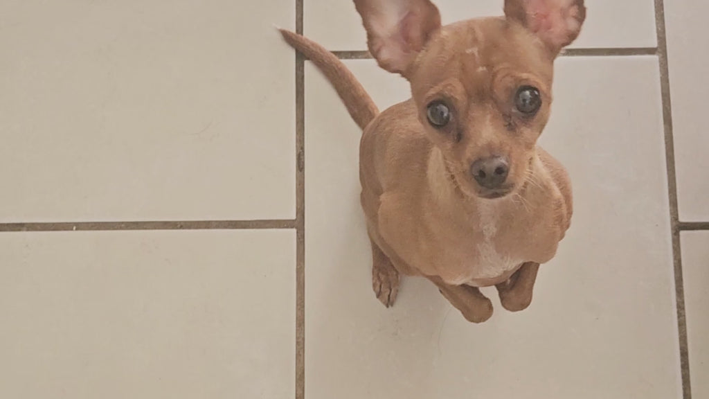 Puzzle interactif et éducatif anti-ennui pour chien - Patte ( Niveau débutant )