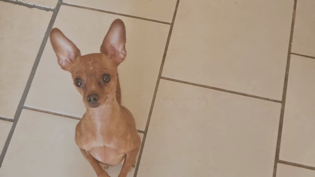 Puzzle interactif et éducatif anti-ennui pour chien - Circulaire ( Niveau intermédiaire )